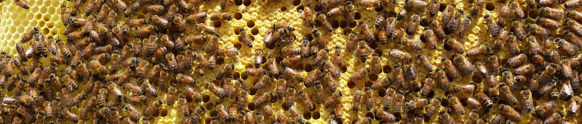 Warren County Ohio Beekeepers
