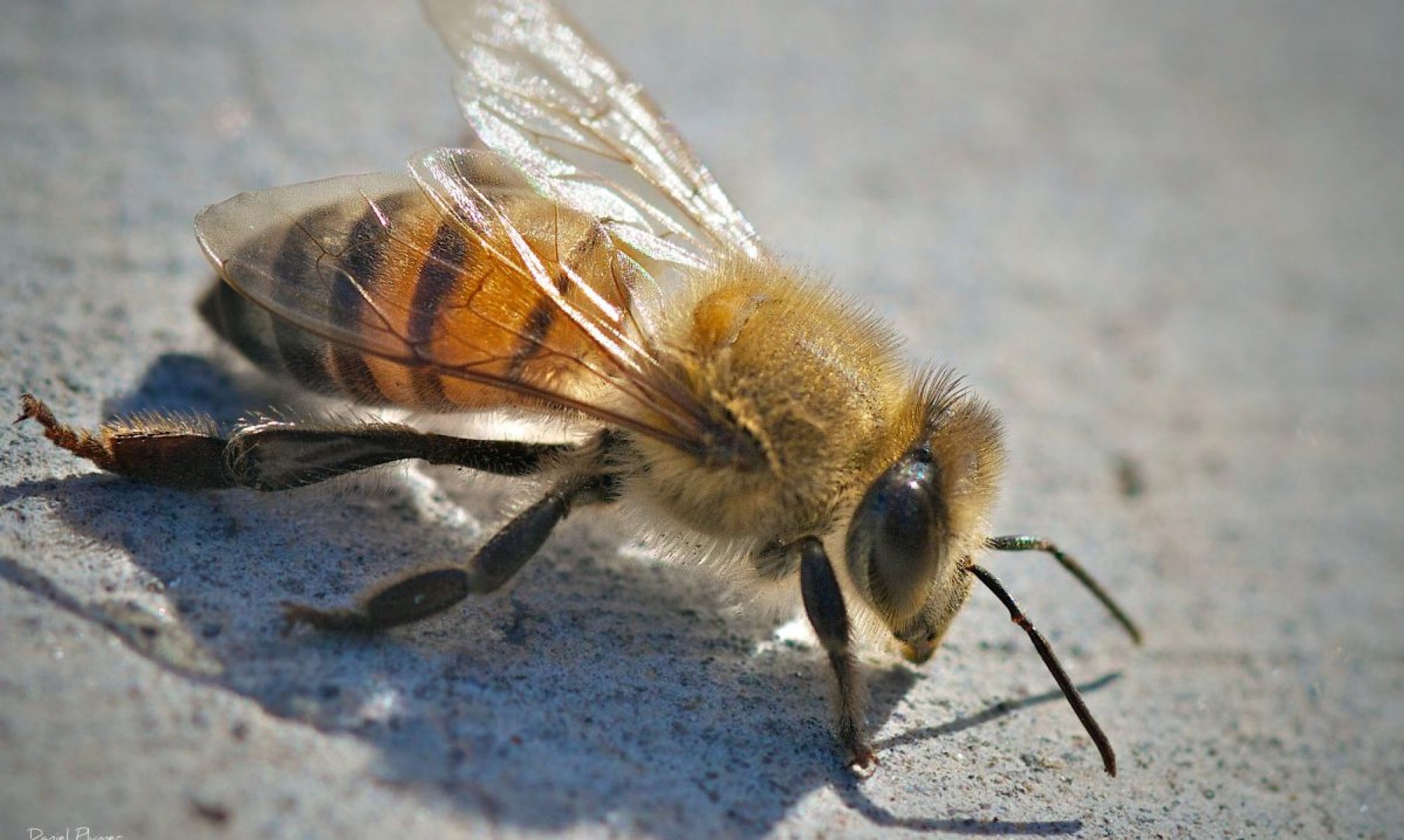 Africanized Honey Bee